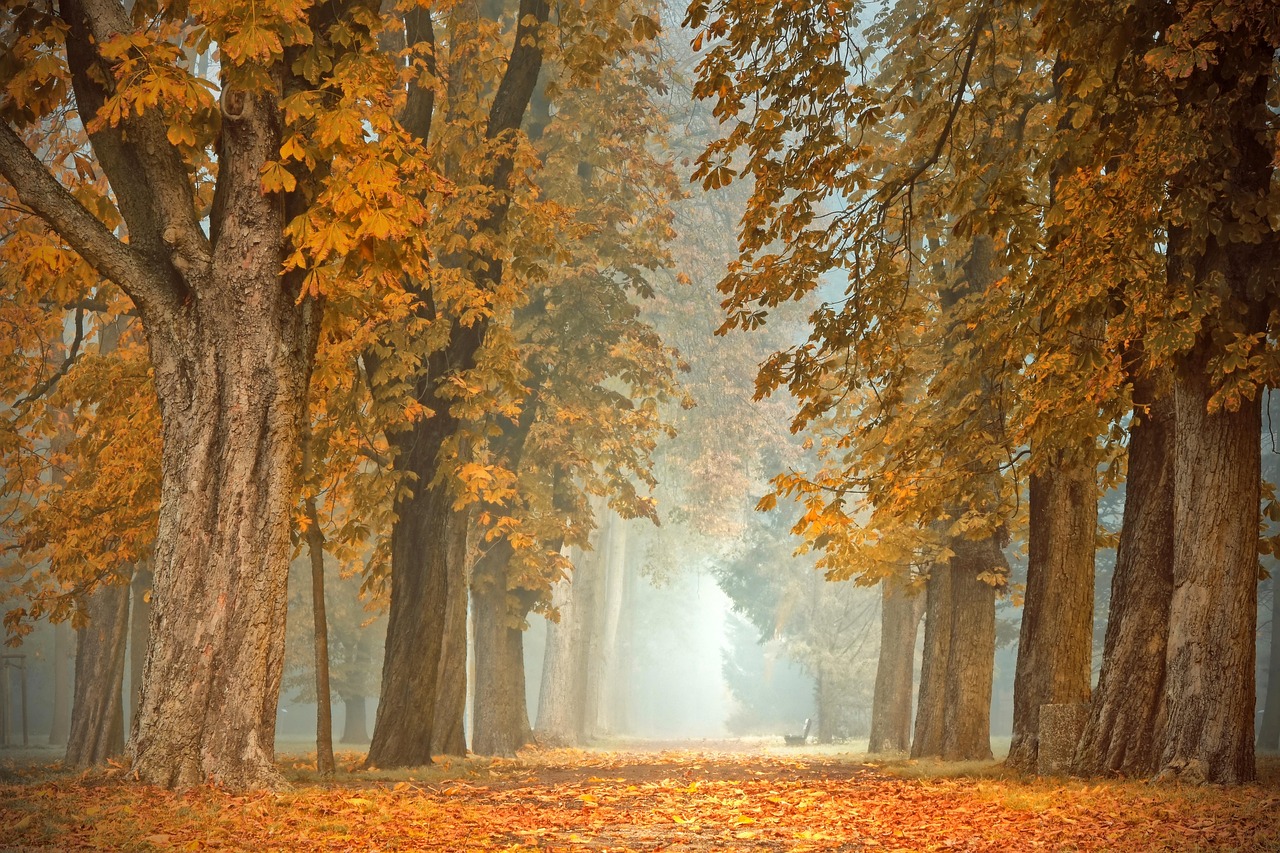 Warm gekleurde gordijnen met natuurlijke herfstgeuren.