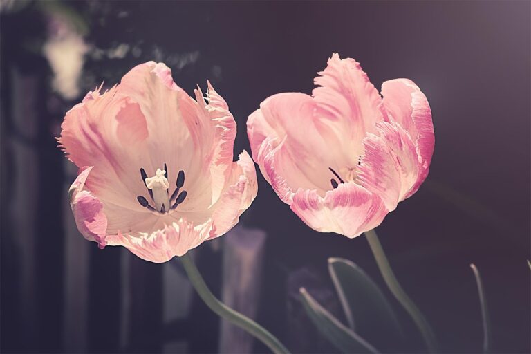 Boost je tuin met decoraties en bloemen – Ontdek de voordelen