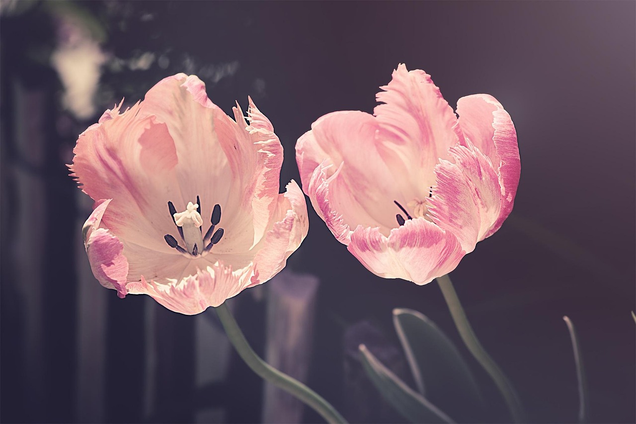 Boost je tuin met decoraties en bloemen – Ontdek de voordelen
