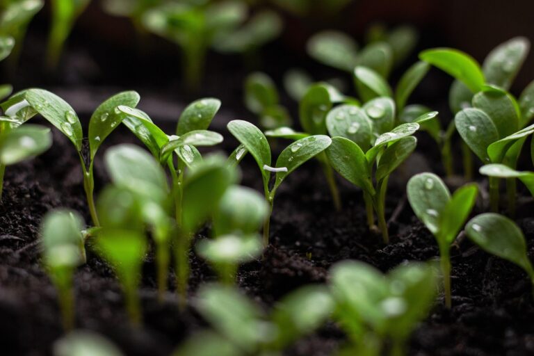 Creëer een Duurzame Tuin met Biologische Verzorging.