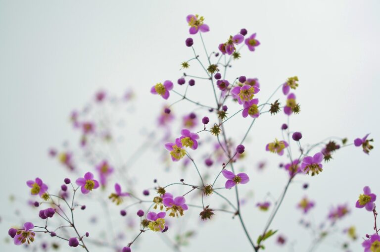 Laat bloemen en planten je muren tot leven brengen