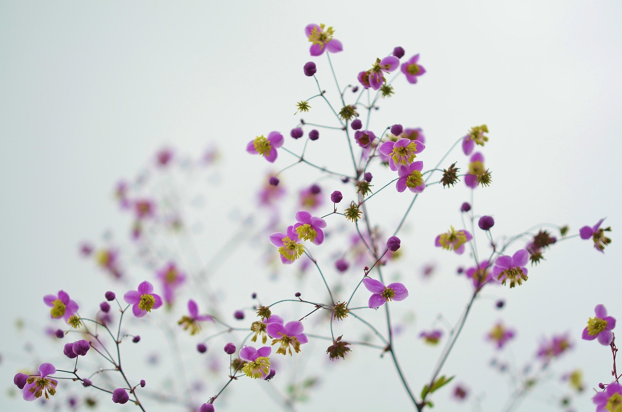 Laat bloemen en planten je muren tot leven brengen