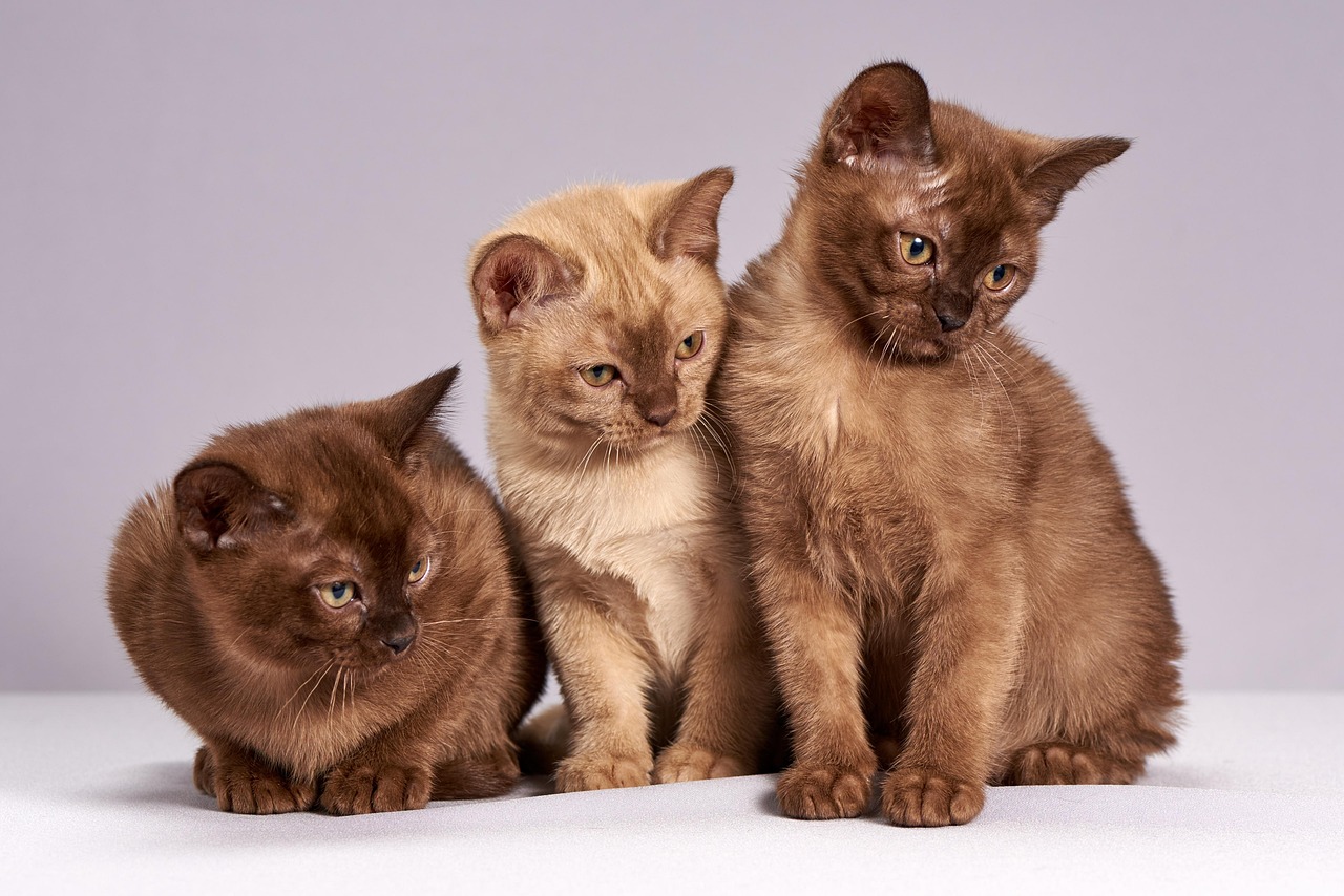 Waarom gaat mijn kat de tuin in? De beste manieren om katten buiten te houden