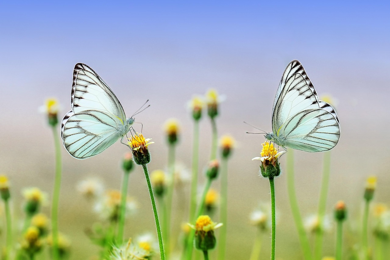 Slimme Tuinoplossingen: Planten die Insecten op Afstand Houden
