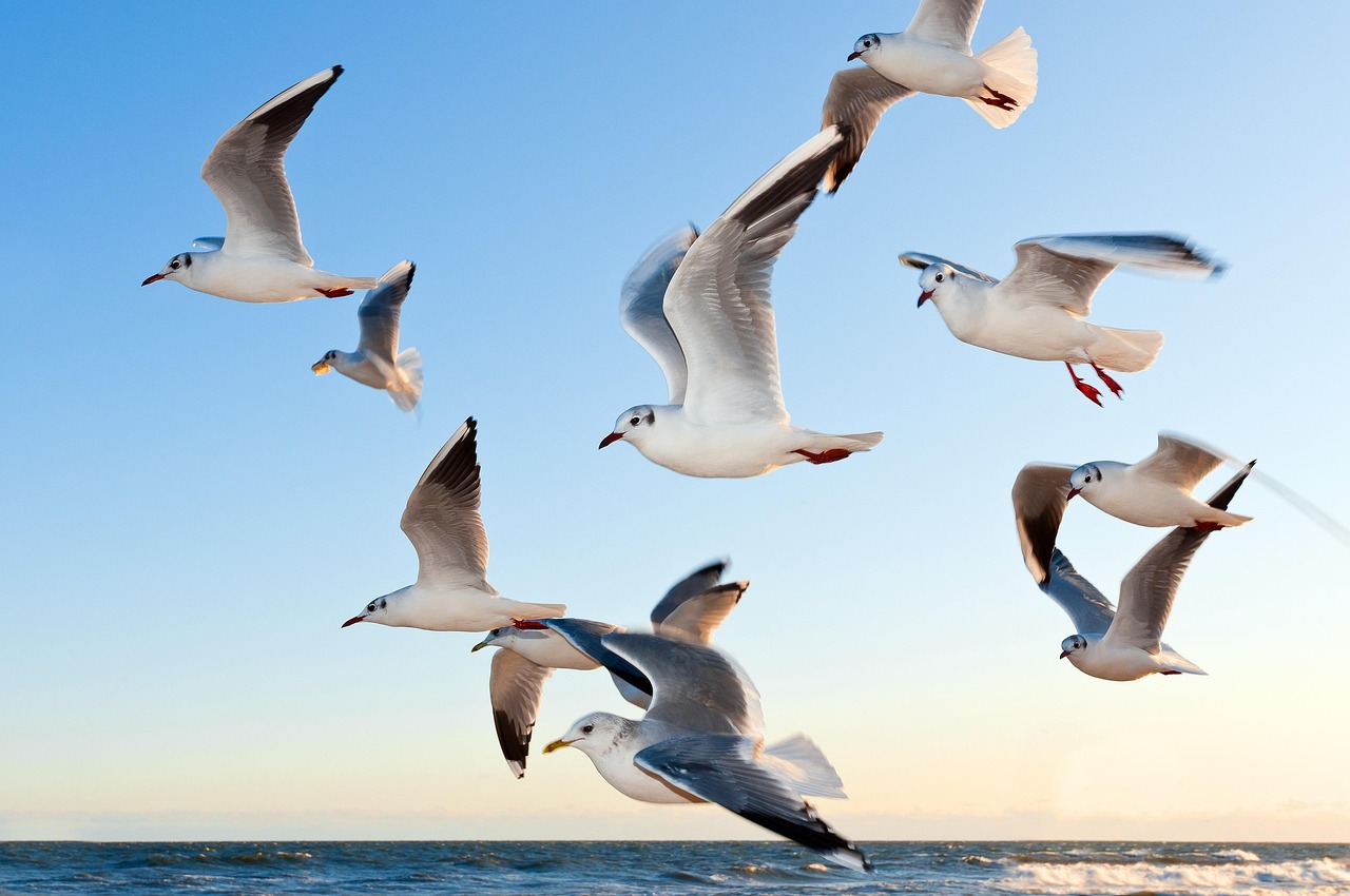 Verwelkom meerdagse vogels in je tuin: tips voor een vogelvriendelijke omgeving