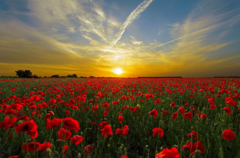 Maak van je wand een veld vol bloemen en sfeer